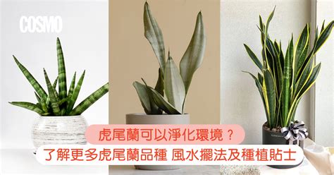 虎尾蘭风水|虎尾蘭｜助淨化家居環境？一文了解品種/風水擺法及 